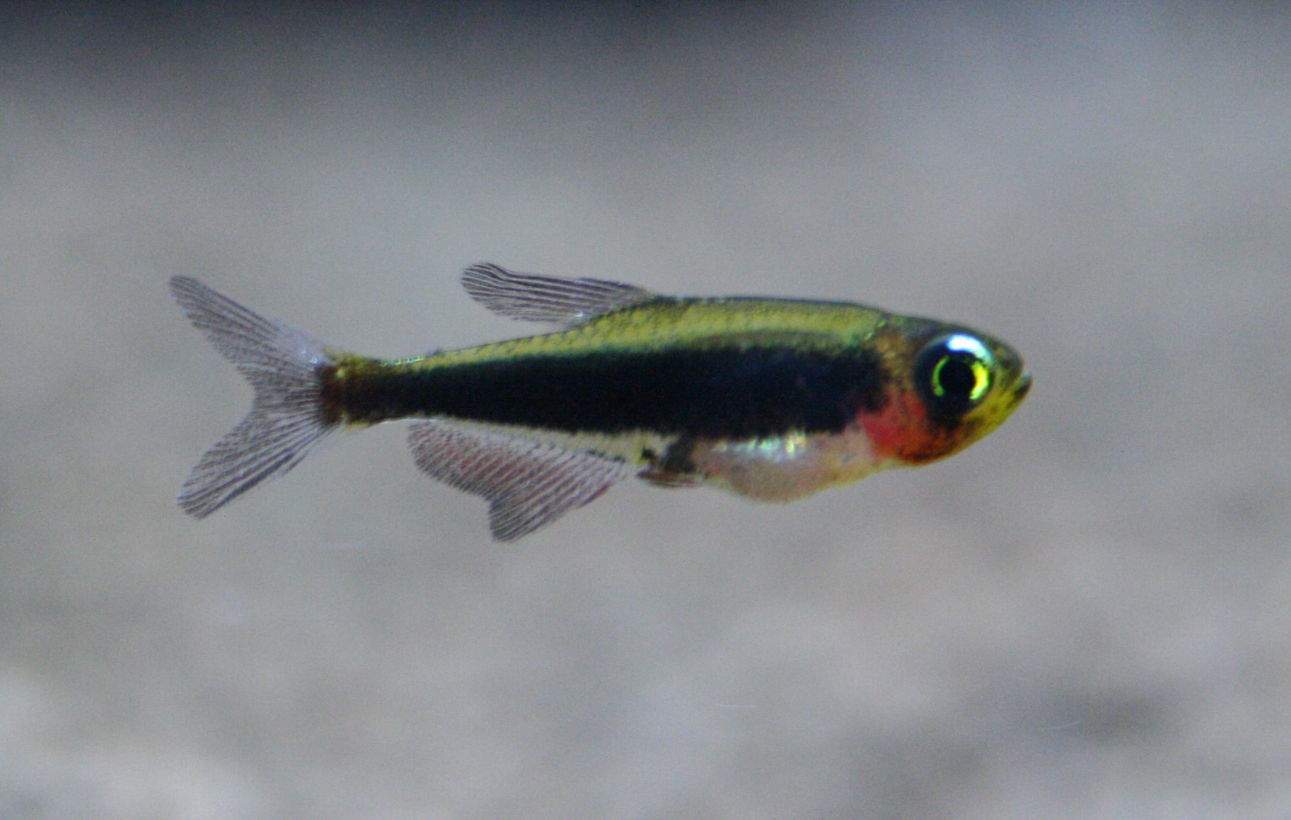 a0162263_21594997.jpg