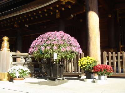 寒川神社菊花・写真展（2013年11月）_d0239667_1125246.jpg