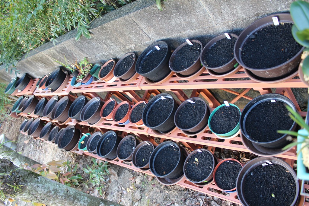 鷺草 サギソウ の植替え The Blog Of Meraki