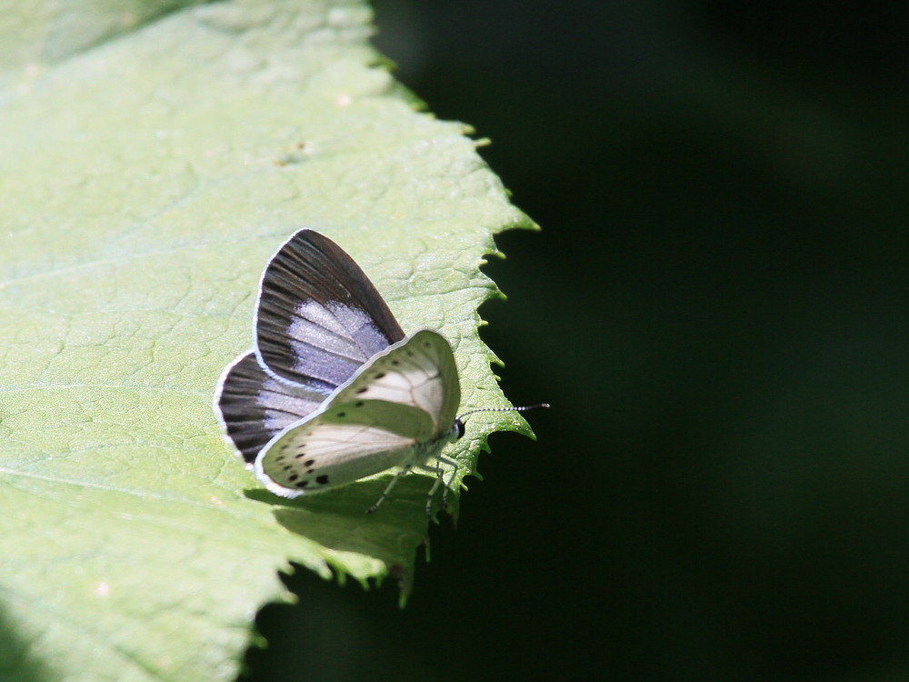 ウラゴマダラシジミとその他のゼフィルス　　2013.7.12-13北海道22_a0146869_727302.jpg