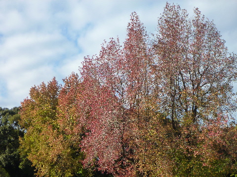 e0161972_812109.jpg