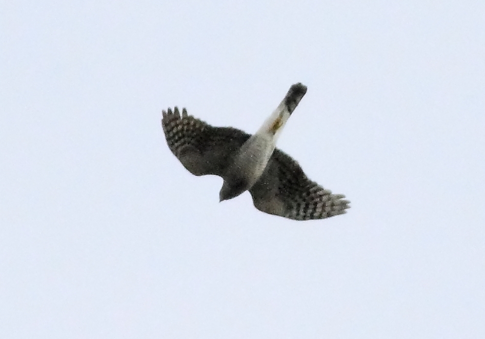 e0123889_2310301.jpg