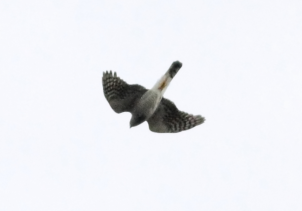 e0123889_23112026.jpg