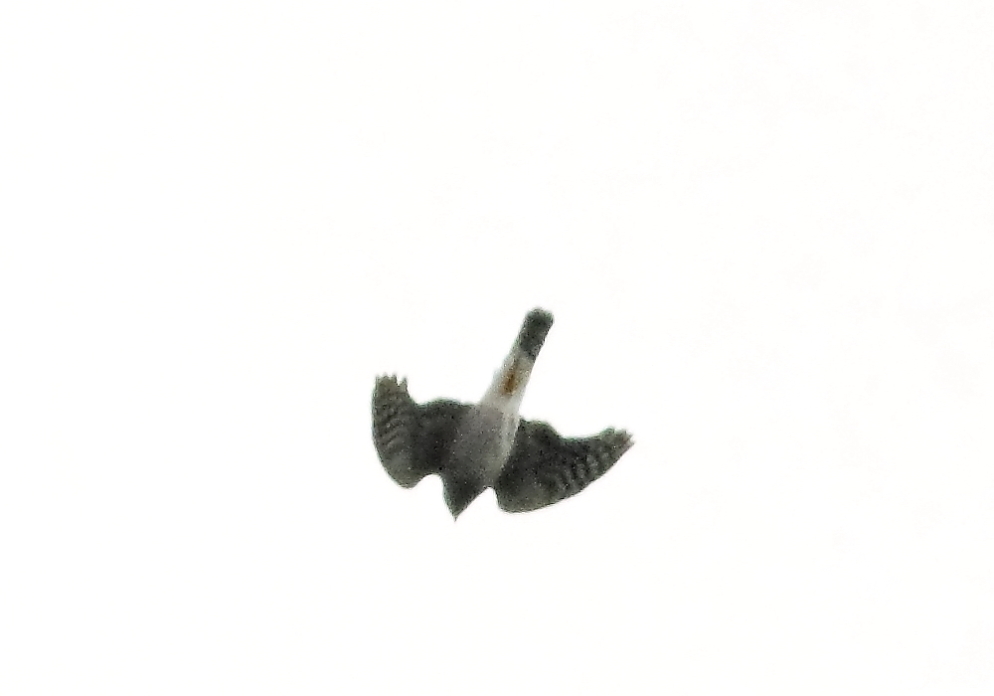 e0123889_2312132.jpg
