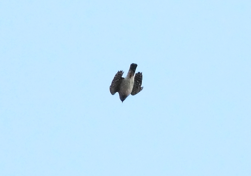 e0123889_2313277.jpg