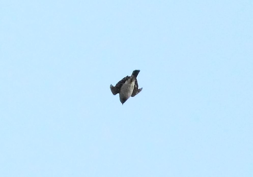 e0123889_23133855.jpg