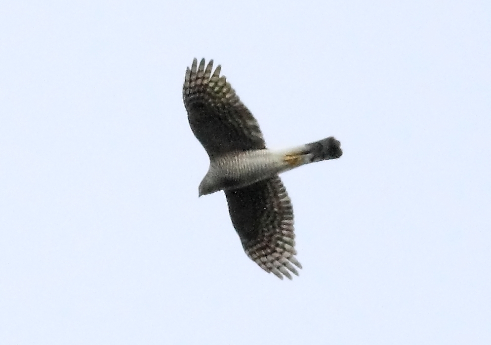 e0123889_239503.jpg