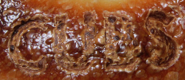 a0027290_1930920.jpg