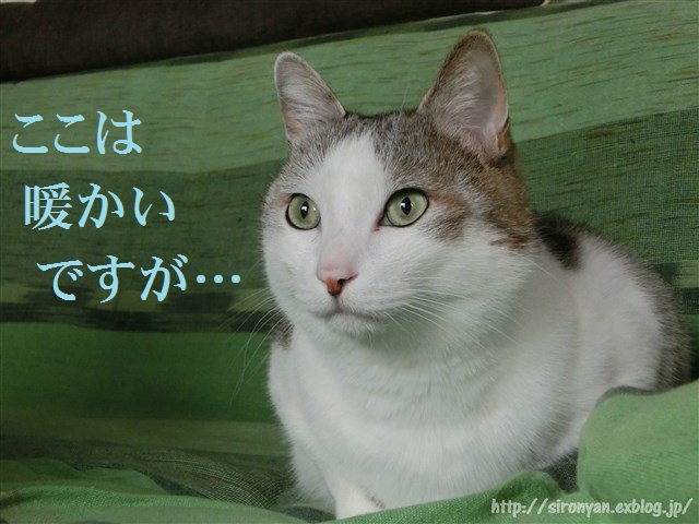 a0159490_16204412.jpg