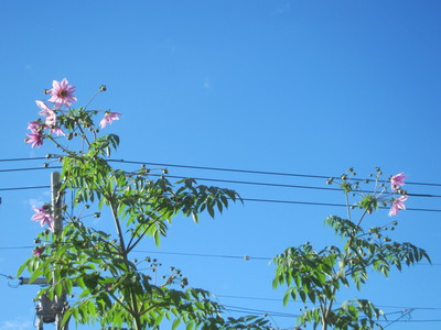 c0078592_10342692.jpg