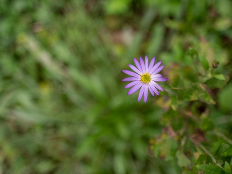 OM ZUIKO24mmとNOKTONと_f0224100_2323188.jpg