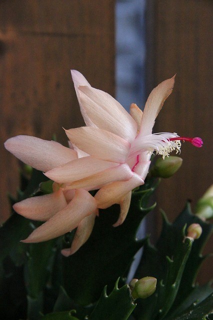 a0123003_13503133.jpg