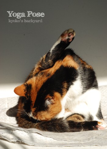 猫のヨガポーズ_b0253205_29262.jpg