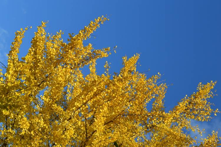 a0139908_21281230.jpg