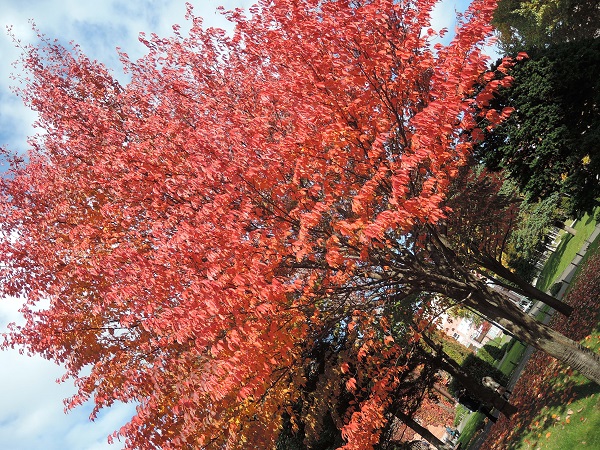 e0087008_1195831.jpg