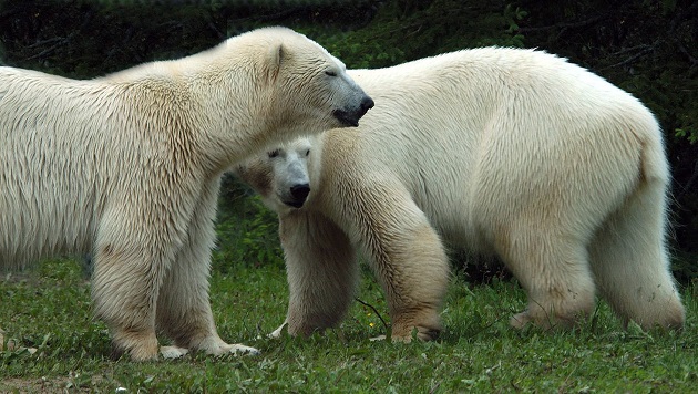 カナダ・トロント動物園でホッキョクグマの三つ子の赤ちゃん誕生! ~ 2頭は死亡するも1頭が生存_a0151913_1046097.jpg