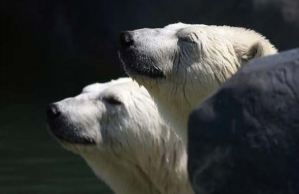 カナダ・トロント動物園のオーロラとニキータの物語 ~ 双子姉妹と繁殖との関係_a0151913_10554863.jpg