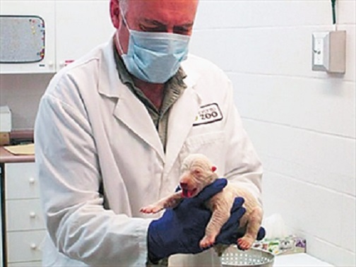 カナダ・トロント動物園でホッキョクグマの三つ子の赤ちゃん誕生! ~ 2頭は死亡するも1頭が生存_a0151913_9561568.jpg