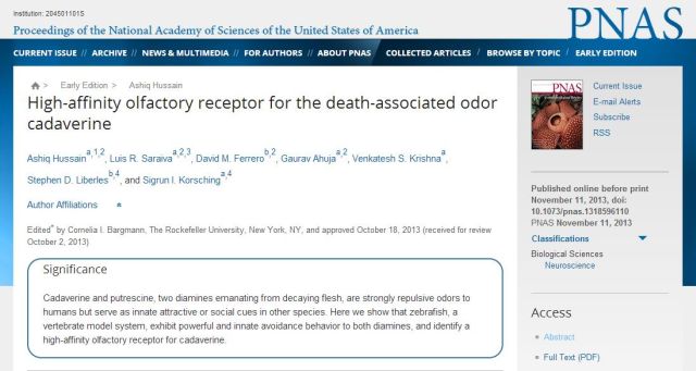 死体の匂いを忌避するゼブラフィッシュが持つ嗅覚タンパク質_c0025115_17131042.jpg