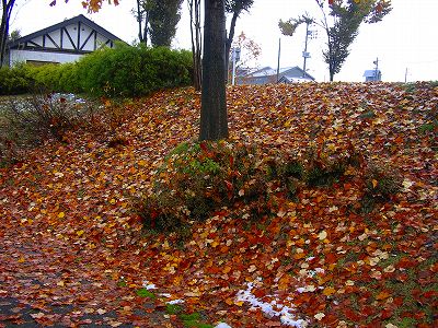 今朝の ジェム ＆ メロ ～ 八色の森公園でお散歩_d0015124_11322233.jpg