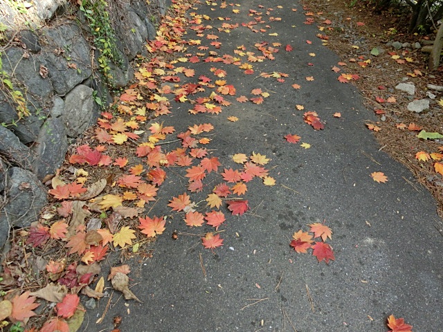 　　　　雨のたびに季節が進んで_e0234924_11561240.jpg