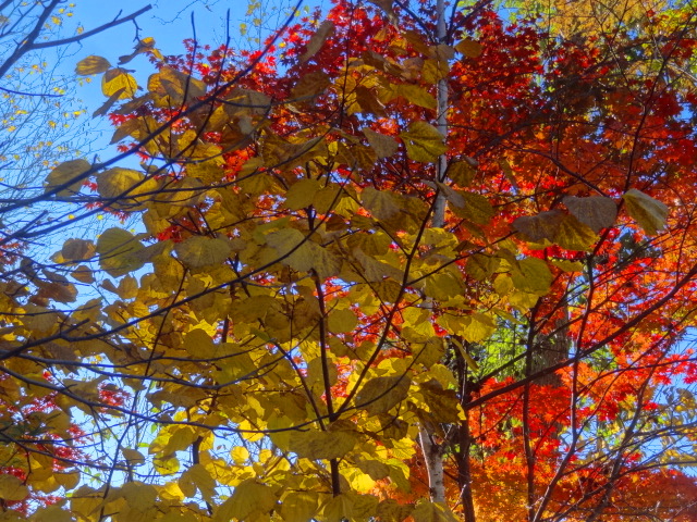 e0016828_1156592.jpg