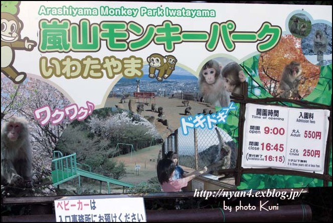 京都 嵐山モンキーパーク いわたやま 4にゃん日記 京都 嵐山モンキーパーク いわたやま 4にゃん日記
