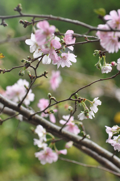 十月桜　再び_f0302638_23331192.jpg