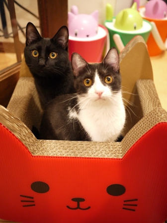 ゆらゆらゆりかご猫型つめとぎベッド猫 ぎゃぉすみるきぃ編。_a0143140_2328133.jpg