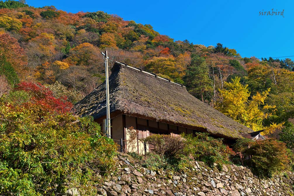 紅葉は見ごろでした（八代市泉町：五家荘）_d0238245_13543243.jpg