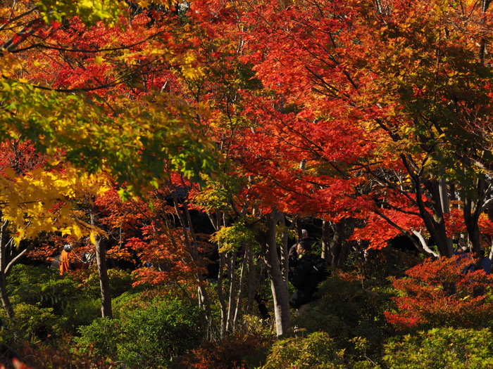 立川・国営昭和記念公園-2　　　138)　_c0068050_23202587.jpg