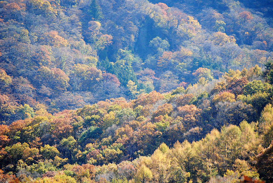 a0001354_20361912.gif