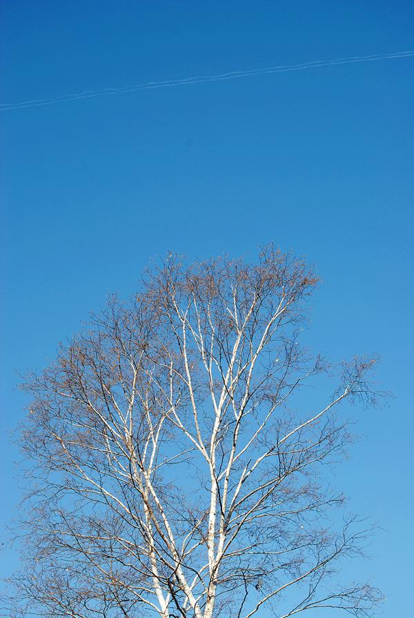 11月14日　終了間際の榛名の紅葉_a0001354_20365654.gif