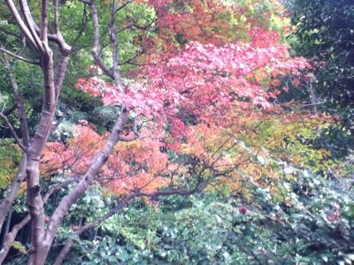 浄智寺（２）_b0002954_14323671.jpg