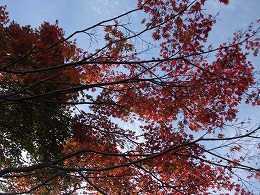 倶利伽羅県定公園周辺紅葉情報_c0208355_19343369.jpg