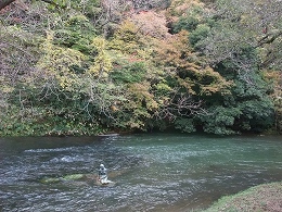 宮島峡紅葉情報_c0208355_20235758.jpg