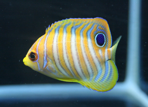 黄色い魚がいっぱい ビーボックスアクアリウム 海水魚 サンゴ情報