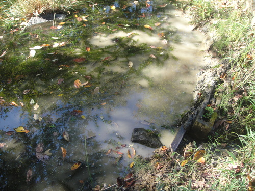 キカラスウリの保護・・・せんなん里海公園唯一の植物_c0108460_2203318.jpg