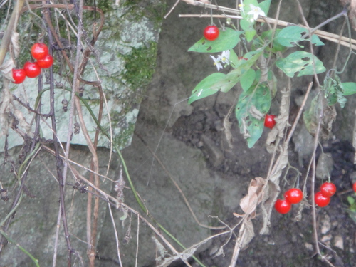 キカラスウリの保護・・・せんなん里海公園唯一の植物_c0108460_22202839.jpg