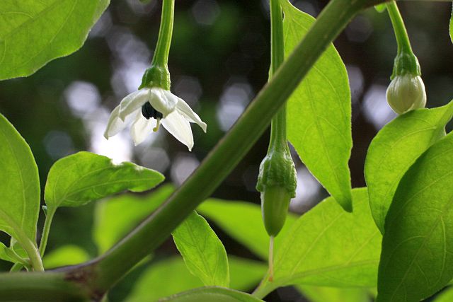 唐辛子の花 ぶん屋の抽斗 唐辛子の花 ぶん屋の抽斗