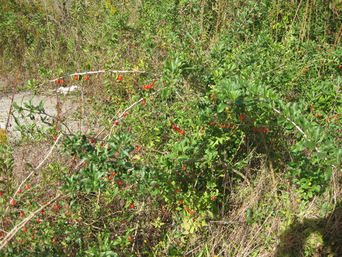 e0175868_214576.jpg