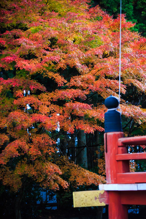 紅葉2013　比叡山延暦寺！　～東塔～_b0128581_2048865.jpg