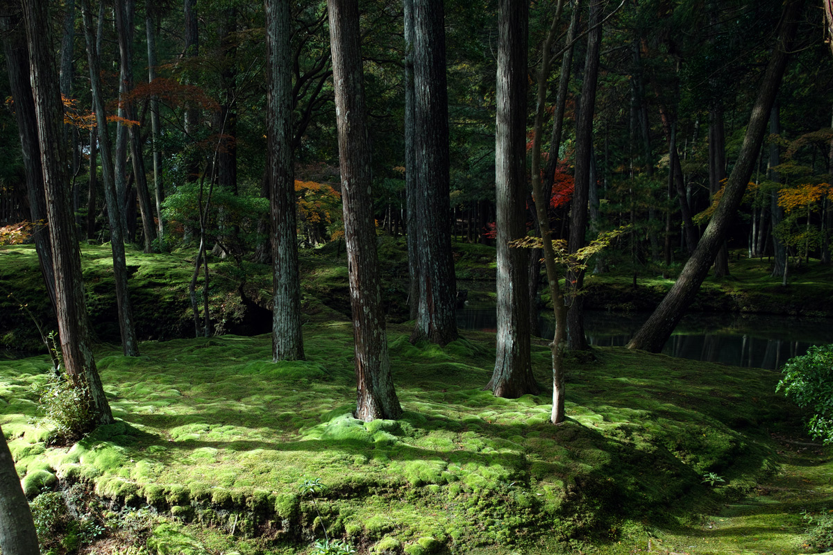 京都・苔寺（西芳寺）_c0197386_1952090.jpg