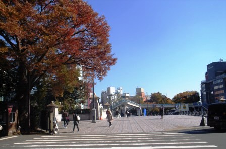 東京の今日の紅葉・明治神宮・表参道_a0157088_22375777.jpg