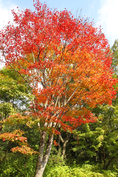 紅葉めぐり（昭和記念公園）_b0178388_10562746.jpg