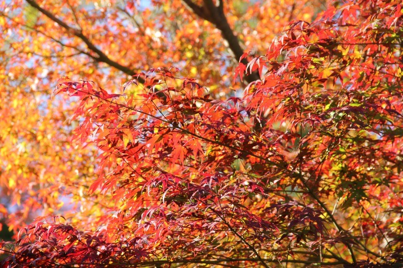 長瀞の紅葉2013_a0127090_2257788.jpg