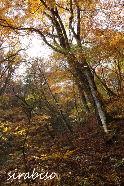 秋色の森_e0142993_10394510.jpg
