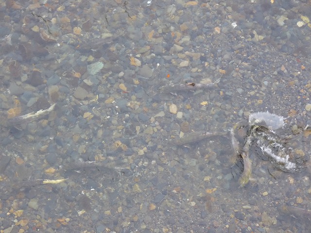 e0202393_8201492.jpg