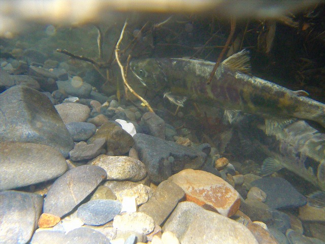 e0202393_823519.jpg