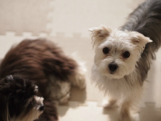 犬を幸せにする責任。坂上忍さんから学んだこと_e0290293_8125485.jpg